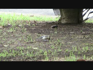 【鳥さんぽ】7月の野鳥調査【梅雨明けのセミ】