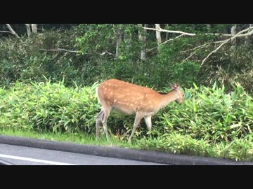 知床　鹿①