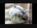 【実況】ショコラのエコール＆レザミ　part2