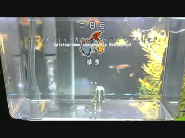 【二日目】アピストグラマ・カカトイデス・ダブルレッド【稚魚】