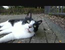はっちゃんナデナデ