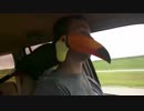運転の邪魔をするオニオオハシ