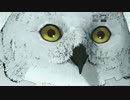 今日から俺はサイキック・トラベラー、『D4』実況プレイ(10) 【PLAYISM】