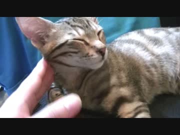 【ティガロビ生活記】ティガーをじっくリと舐め回すように観察