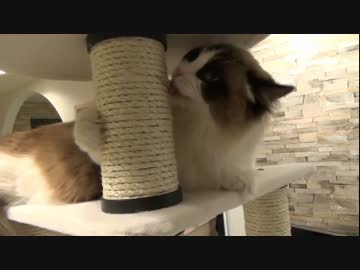 ラグドールのレオ　Vol85 レオに驚愕のプレゼントが届く