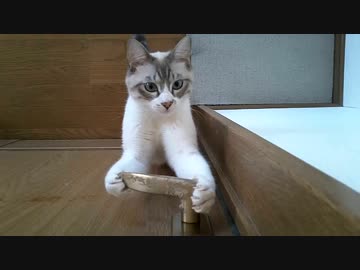 シロだって扉を開けられるんだ!