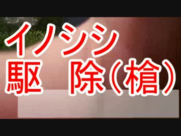 イノシシ駆除・新米猟師ハンターライフ「槍」