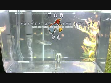 【三日目】アピストグラマ・カカトイデス・ダブルレッド【稚魚】