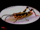 荒廃した 『オヒルギメヒルギ』 の世界を実況した　part2