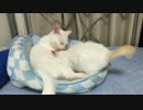 白熱宇宙猫教室、新入り保護子猫を迎え入れる
