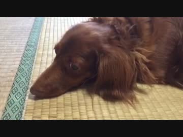【のんびり車載】チョコレートちゃんと箱根スカイライン
