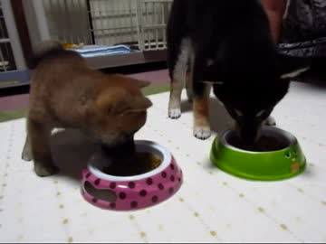 ゆずとりょう、ローズと涼尊(１５年７月２４日)