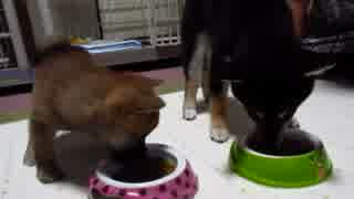 ゆずとりょう、ローズと涼尊(１５年７月２４日)