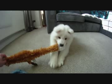 もふもふなサモエドが家族になるまで