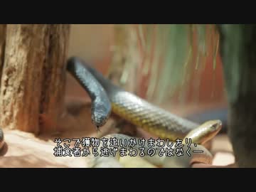 【字幕付き】有毒生物って暖かいところにいるよね？【海外の反応】