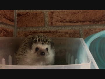 ジーッとみつめるハリネズミ＜●＞＜●＞