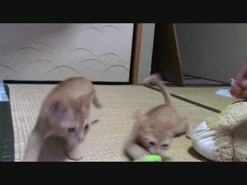 ねこねこがやってきた part８