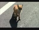 北海道を放浪中に遭遇した貪欲なキツネと警戒心の弱い子ギツネ