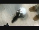 ネコがお手しないといつから錯覚していた？