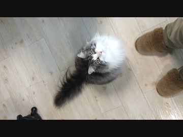 ネコがお手しないといつから錯覚していた？