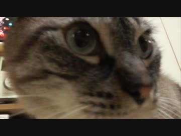 絶対に裏切らない人間と信じることにした猫ジャンくん