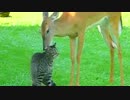 キュートすぎる猫と鹿