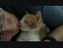 飼い主のキスでメロメロ昇天の猫