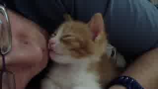 飼い主のキスでメロメロ昇天の猫