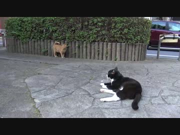 【公園猫戦争】追放された茶トラ猫兄弟、公園に帰還する