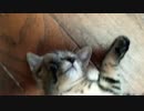 ブラッシングされるささみ【引取3週目】