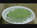幸せの葉っぱ 1日目