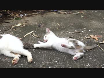野良子猫がじゃれてるだけ