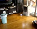 ザキ家のシマリス事情その５