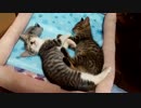 熟　睡　仔　猫　【引取3週目】