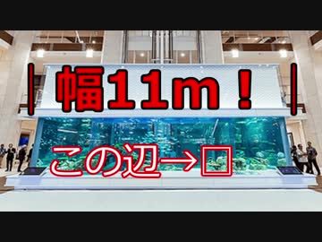 【熱帯魚】巨大アクアリウムを定点でご覧下さい【サメチラ】
