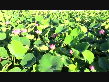 蓮の花①