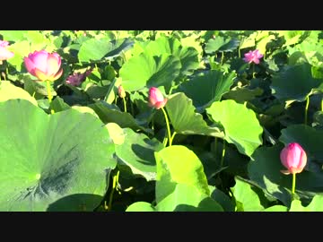 蓮の花②