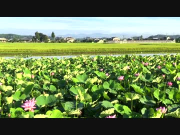 蓮の花③