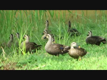【鳥さんぽ】7月の近所の公園【暑すぎ】