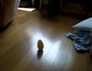 うちの猫の小さかった頃