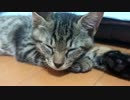 元野良猫たちの日常
