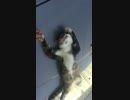 死んだように〇〇する猫