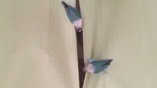 放鳥