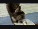 仔猫2匹の日常【引取3週目】