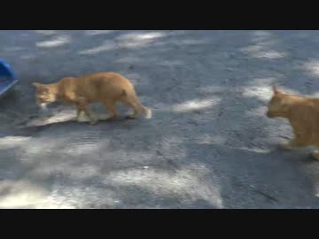 公園の猫達のトイレトレーニングに挑む’2015夏