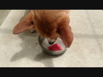 愛犬ナナと平和な日々（3年と105日目）～スイカ～