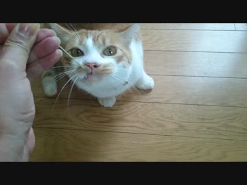 変顔ネコ