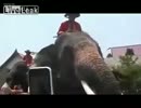 ゾウ、iPhoneを食す