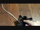 紙袋で遊ぶ仔猫【引取3週目】
