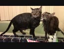 こんかいのおふろ【蒼民家の猫々】
